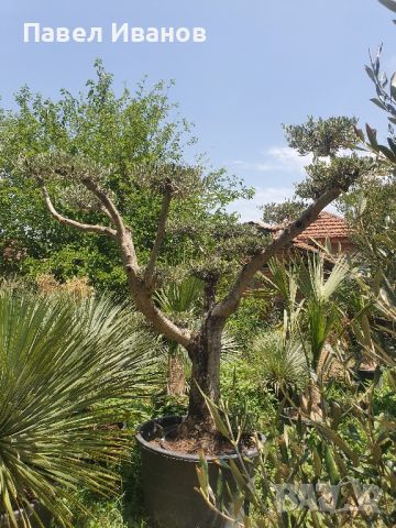 Маслиново дърво за перфектният декор на вашата градина!!!, снимка 4 - Градински цветя и растения - 46413845