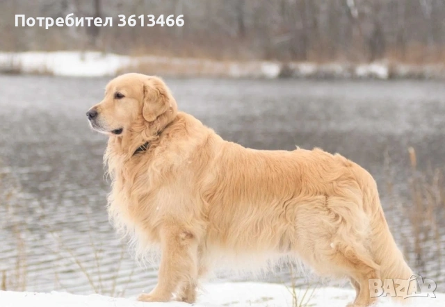Голдън ретривър чистокръвни, снимка 3 - Голдън ретривър - 54099259