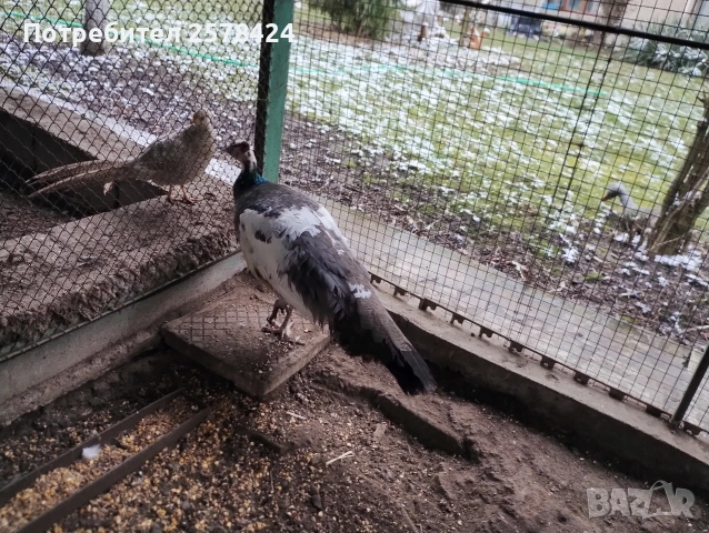 Продавам работеща паунка на 4г при интерес на ЛС или 0879166611 гр Кнежа , снимка 4 - други­ - 53429178