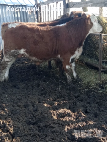 Продавам телета, снимка 3 - Крави - 52860750