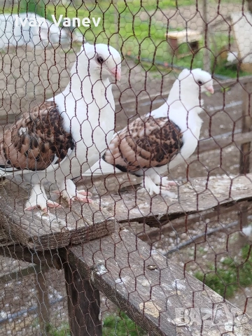 декоративни, снимка 3 - Гълъби - 54241635