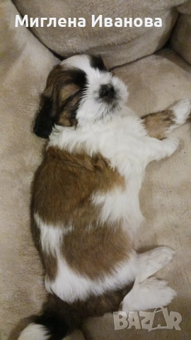 Ши тцу, снимка 12 - Ши Тцу - 52447041