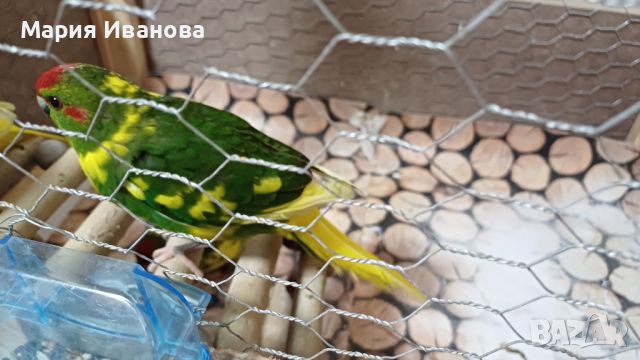Какарики папагалчета, снимка 7 - Папагали - 45654851