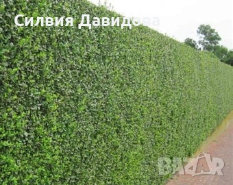 Лигуструм , снимка 9 - Други - 53559675