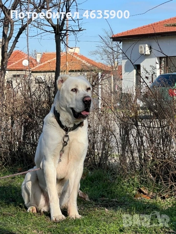 САО момиче на 57 дни., снимка 15 - Алабай - 54113727