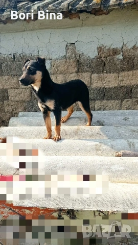 як териерче , снимка 4 - Други - 53733276