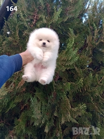 Померани. Реални снимки! Момче и момиче., снимка 5 - Померан - 54122878