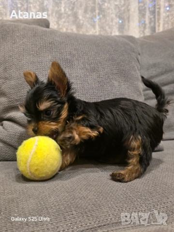 Йоркширски териер - йорки