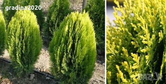 Туя Ауреа Нана Thuja Aurea Nana - златна , снимка 5 - Градински цветя и растения - 29440263