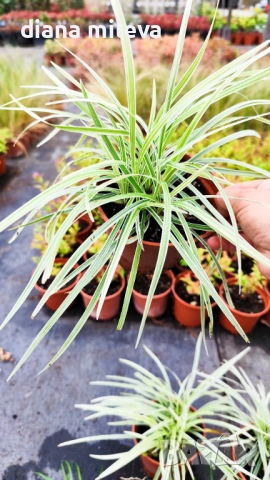 Промо пакет от 6 бр Декоративни треви, снимка 4 - Градински цветя и растения - 52101684