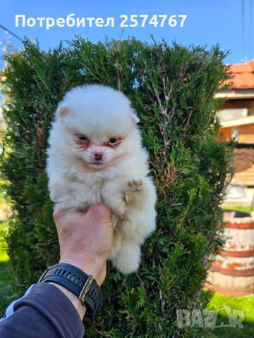 Померани , снимка 7 - Померан - 54097931