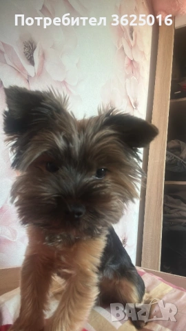 Мъжко Йорки за оплождане, снимка 6 - Йоркширски териер - 53306320