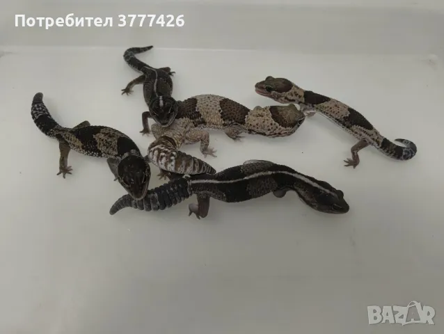 Дебелоопашат Гекон