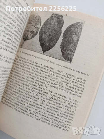 Болести и неприятели по овощните дървесни видове, снимка 8 - Специализирана литература - 54097986