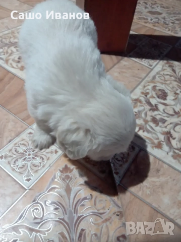 Малтийска Болонка , снимка 2 - Болонка - 52592322