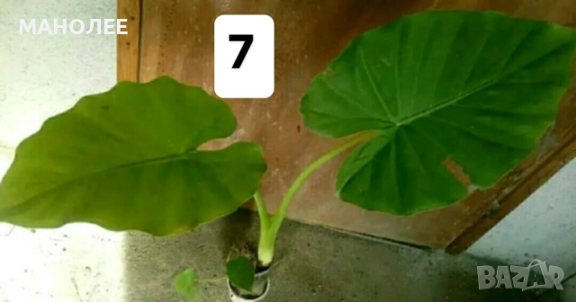 Саксийни цветя - 8 вида 3 НЕЗАСАДЕНИ КОРЕНА В ЕДИН ПАКЕТ /видове по избор/ ЗА 20 ЛВ. / 10,23 € ., снимка 8 - Градински цветя и растения - 52047799