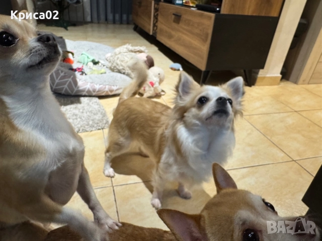 Търси партньор, снимка 2 - Чихуахуа - 52826527