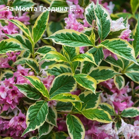 Вайгела 4 вида /цвята, снимка 6 - Градински цветя и растения - 53744272