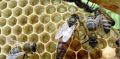 Продавам пчелни майки и отводки 2024, снимка 1 - Стоки за пчели - 45481043
