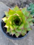 Продавам семпервивум , снимка 1