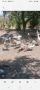Млади гъски, снимка 2