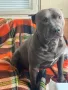 Питбули на 5м, ваксинирани, обезпаразитени питбул pitbul blue nose, снимка 7