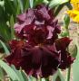 Перуника,ирис - различни цветове високи ароматни, снимка 1 - Градински цветя и растения - 37148734