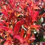 Фотиния Ред Робин, Photinia fr. Red Robin, снимка 2