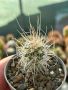 Продавам екзотични кактуси, колекционерски, редки видове - Echinocereus Nicholii, El Capitan и други, снимка 14