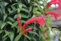 Есхинантус, Aeschynanthus Japhrolepis, снимка 1