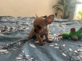 Мини чихуахуа момченце, снимка 4