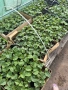 Разсад краставици Сандра F1, снимка 4