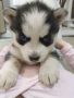 Продавам кученца Хъски 🐾, снимка 3