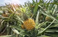 Ананасът (Ananas), снимка 1