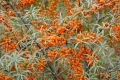 Облепиха, ракитник, сибирски ананас, морски зърнастец (Hippophae rhamnoides), снимка 5