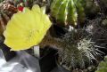 Lobivia aurea var.fallax, снимка 1 - Стайни растения - 45220709