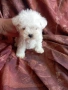 Мини малтезер, снимка 4