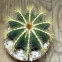 Notocactus magnificus, снимка 4