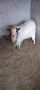 Мини холандски козел , снимка 3