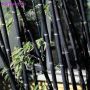 100 бр. бамбукови семена - Phyllostachys nigra - Издръжлив рядък вид вечнозелен черен бамбук, снимка 15