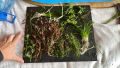 Пакет растения над 15 вида лесни за отглеждане, снимка 14