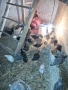 Продавам селски пилета , снимка 2