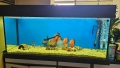 продавам аквариум 300литра, снимка 2