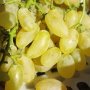 Резници Безсеменно грозде Лоза Кишмиш Голд Фингър Gold Finger, снимка 1 - Градински цветя и растения - 45061253