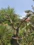 Маслиново дърво за перфектният декор на вашата градина!!!, снимка 4