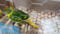 Какарики папагалчета, снимка 7