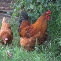 Домашни яйца, снимка 4 - Кокошки и пуйки - 45856666