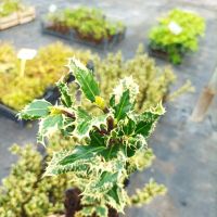 Илекс, Ilex aquifolium 'Ferox Argentea', студоустойчив, многогодишен, снимка 4 - Градински цветя и растения - 45570070
