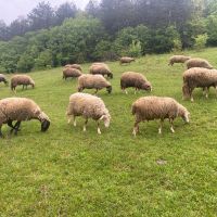 Овце 22 броя , снимка 1 - За селскостопански - 45421688