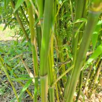 Бамбук студеноустойчив с корен, снимка 3 - Градински цветя и растения - 41115267